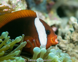 Punk Yawn / Tomato Clown Fish with mouth open showing off... by James Deverich 